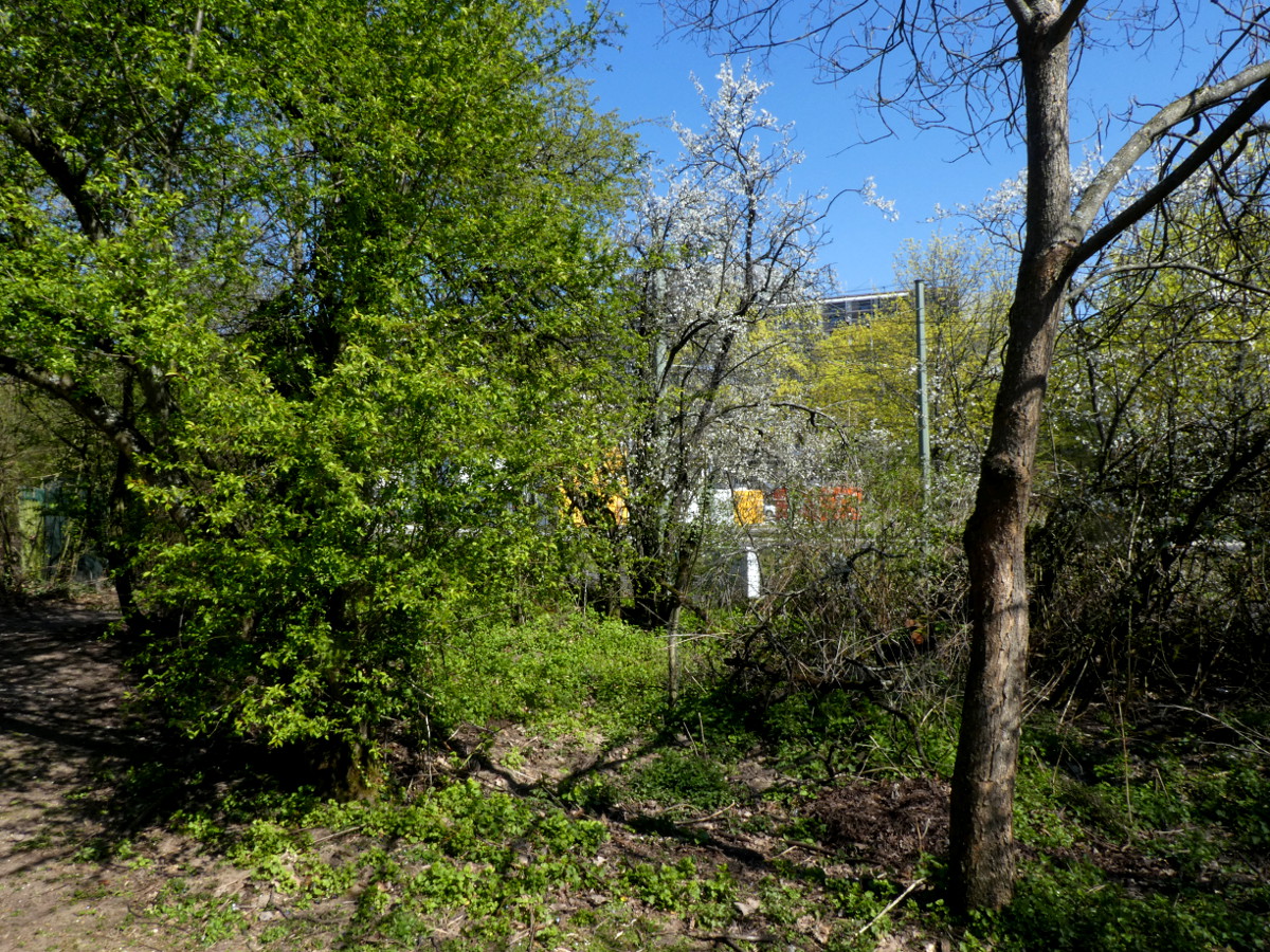 Annexe Broussaille KA Südweststadt_R05-200401 007.JPG