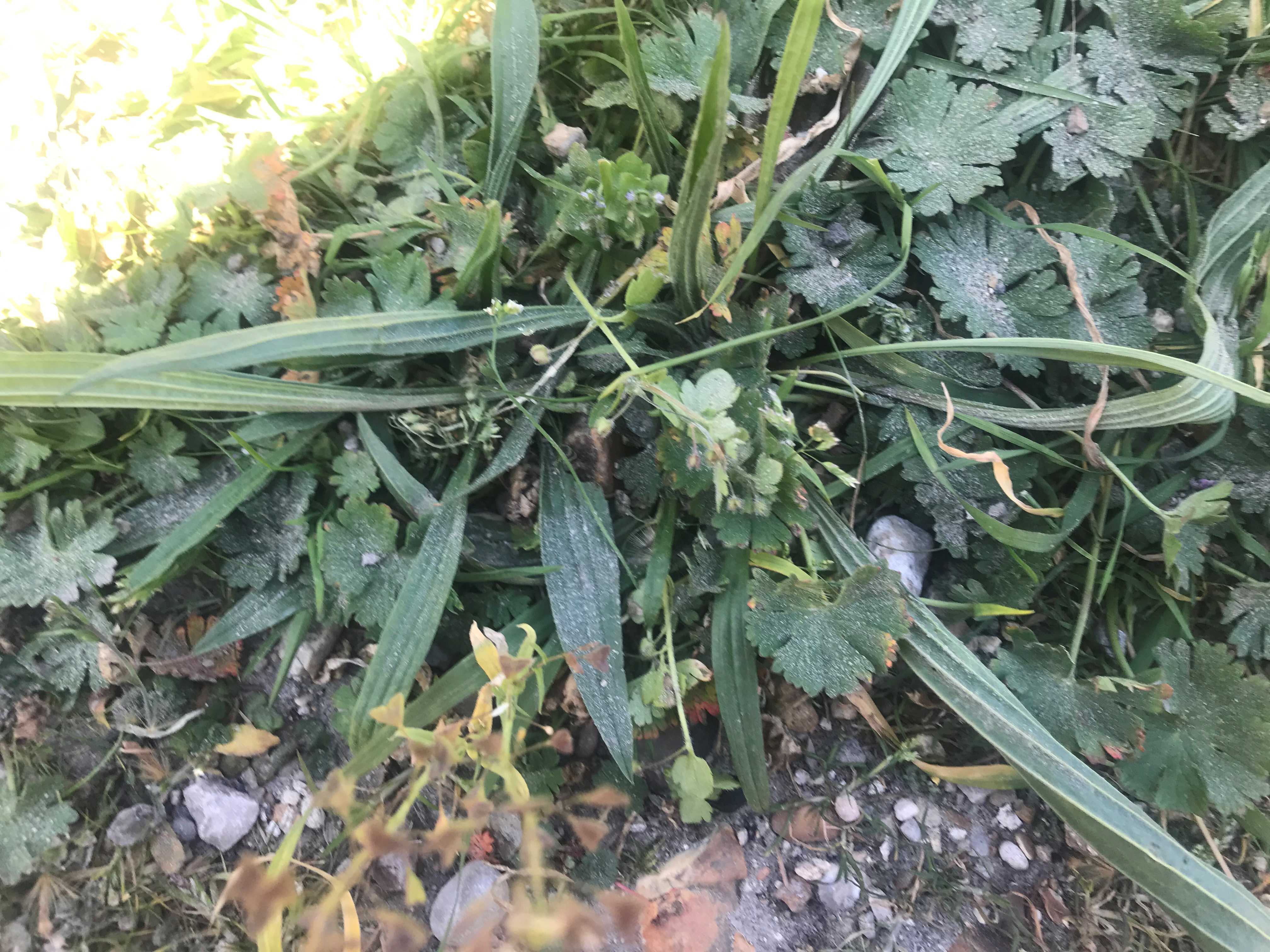 Annexe IMG_4186-1.JPG