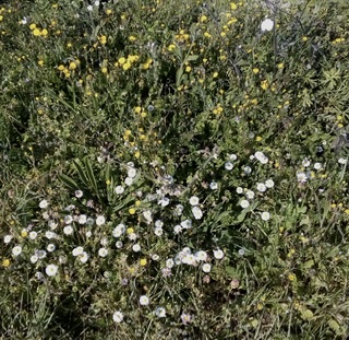 Annexe Biodiversité .jpeg