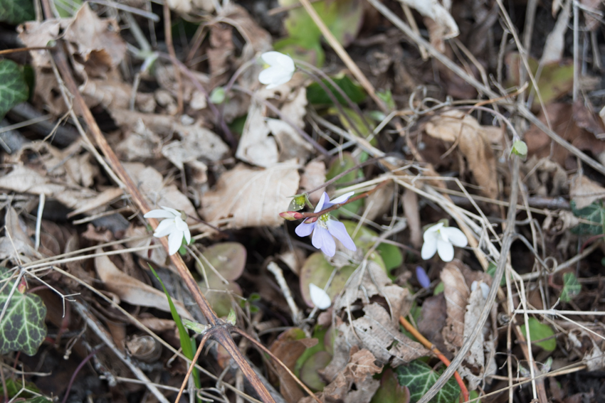 Annexe 30032020-sans titre-24479.jpg