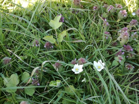 Annexe Biodiversité.jpg