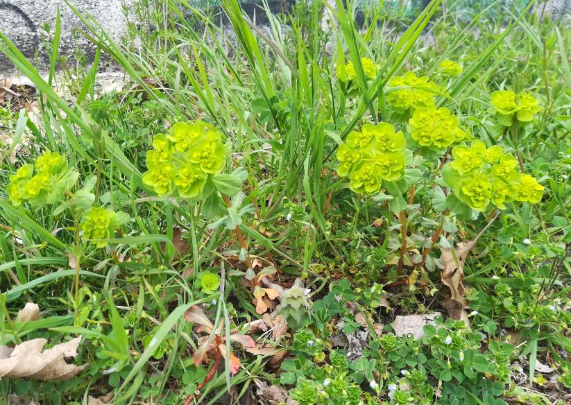 Annexe biodiversité.JPG