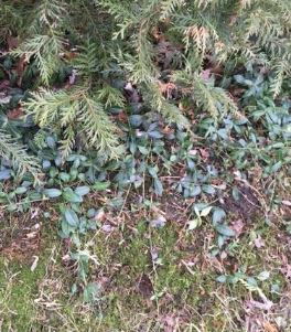 Annexe biodiversité photo.JPG