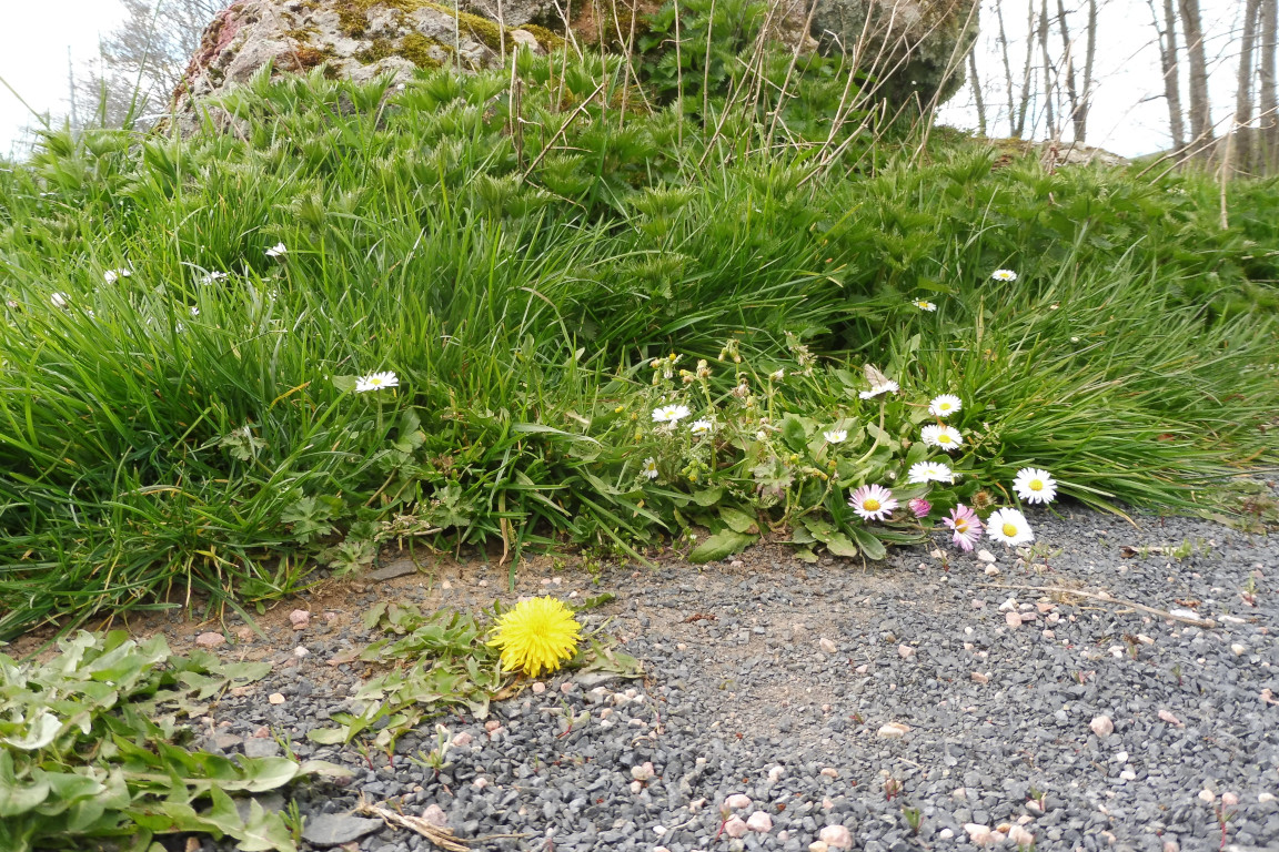 Annexe diversite.JPG