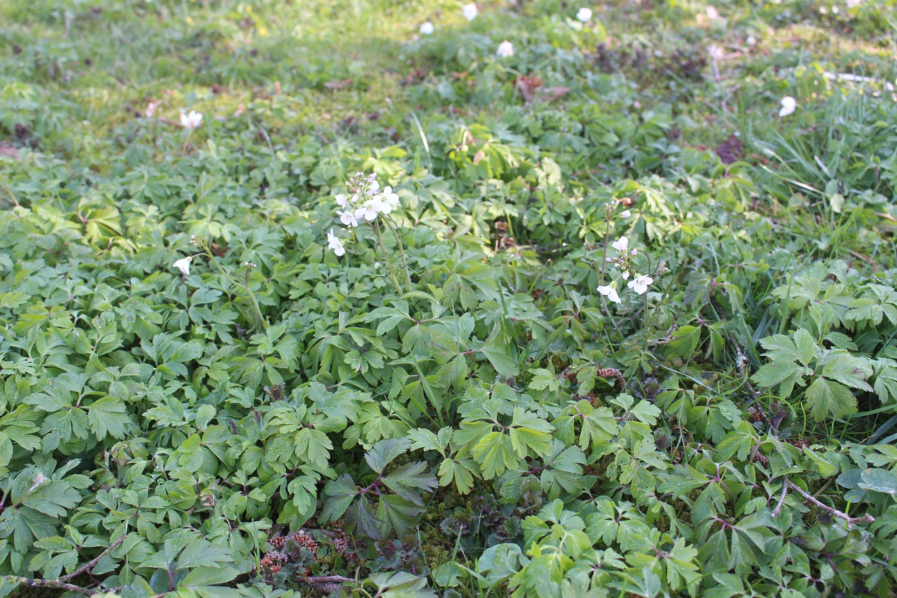 Annexe biodiversité 1.jpg