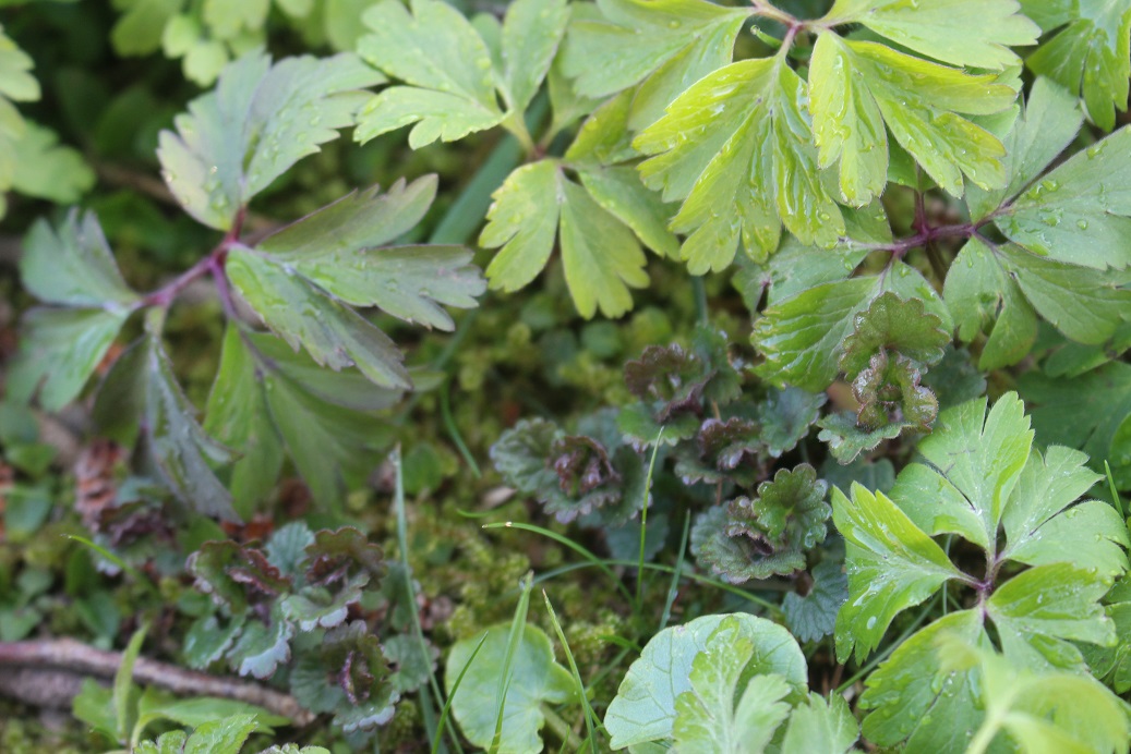 Annexe détail 1.jpg