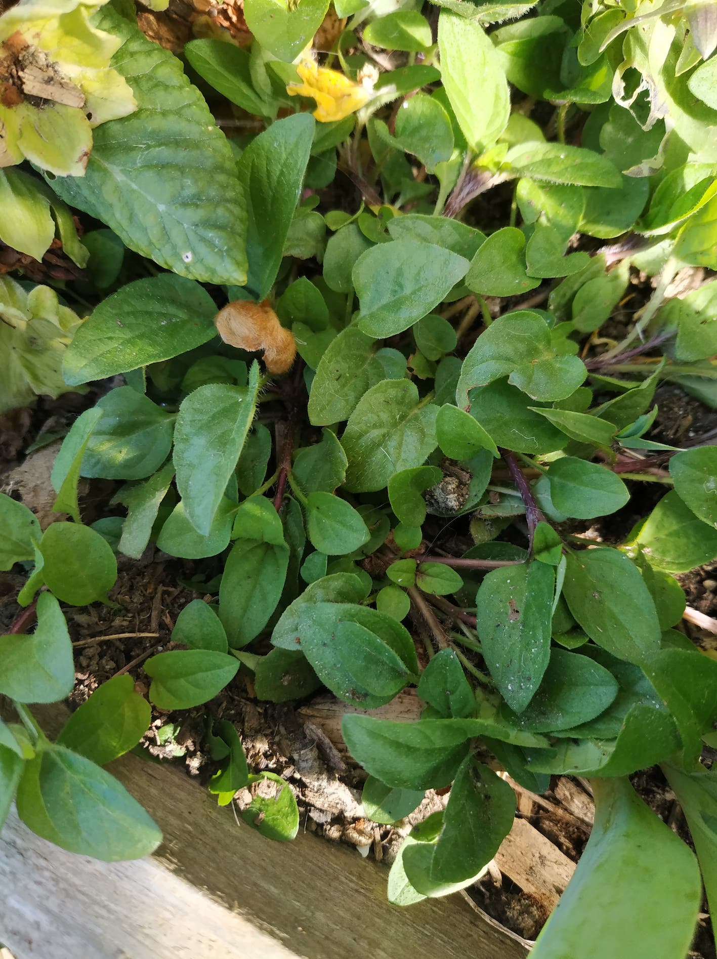 Annexe 91579094_250900365950654_7365265594288963584_n.jpg