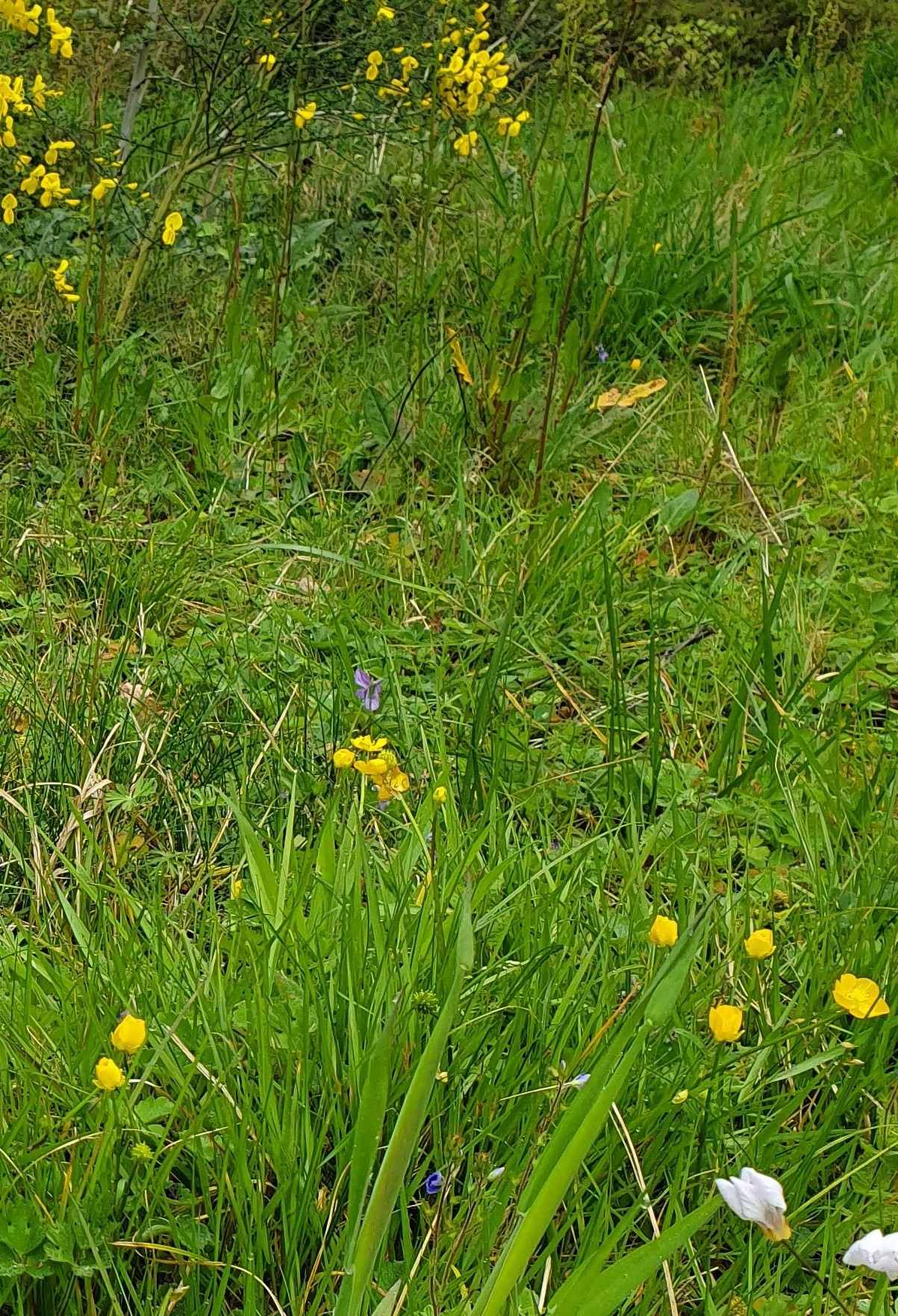 Annexe Biodiversité.jpg