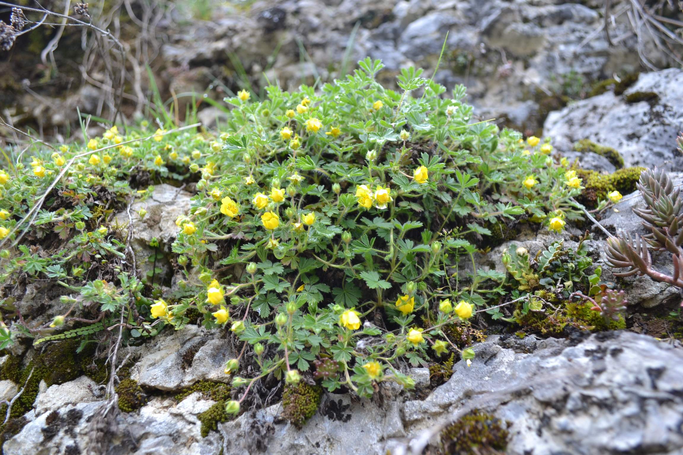 Annexe Biodiversité.jpg
