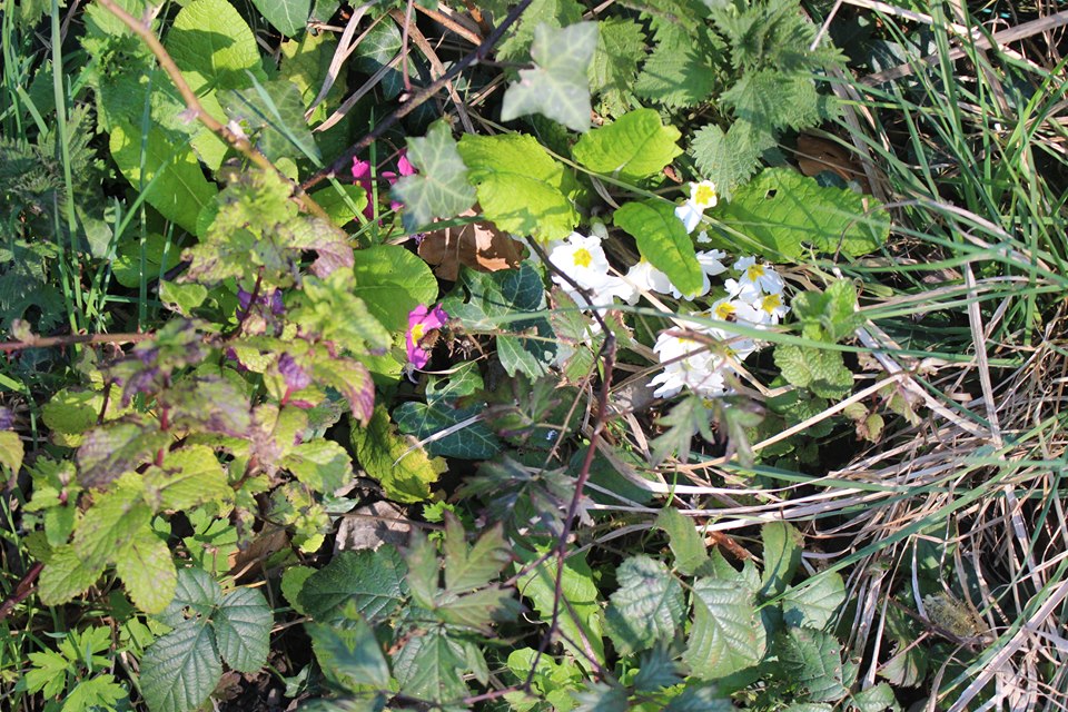 Annexe 92133085_2491634617816877_1002977603528687616_n.jpg