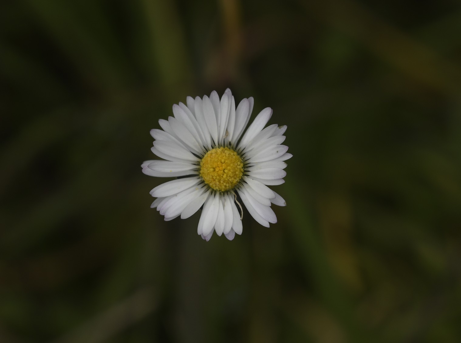 Annexe paquerette1.jpg