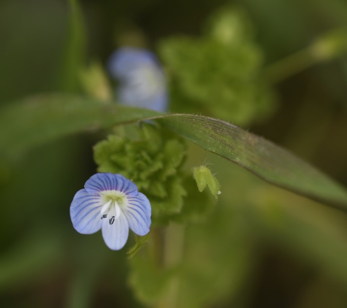 Annexe veronique 3.jpg