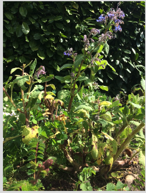 Annexe jardin020420.png