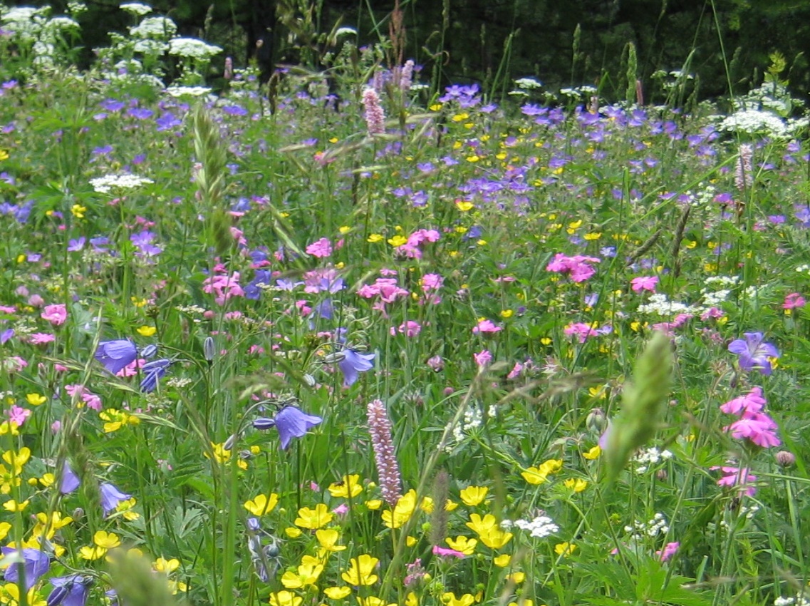 Annexe Alpes Ecrins été 2009.JPG