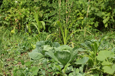 Annexe starglide-permaculture.jpg