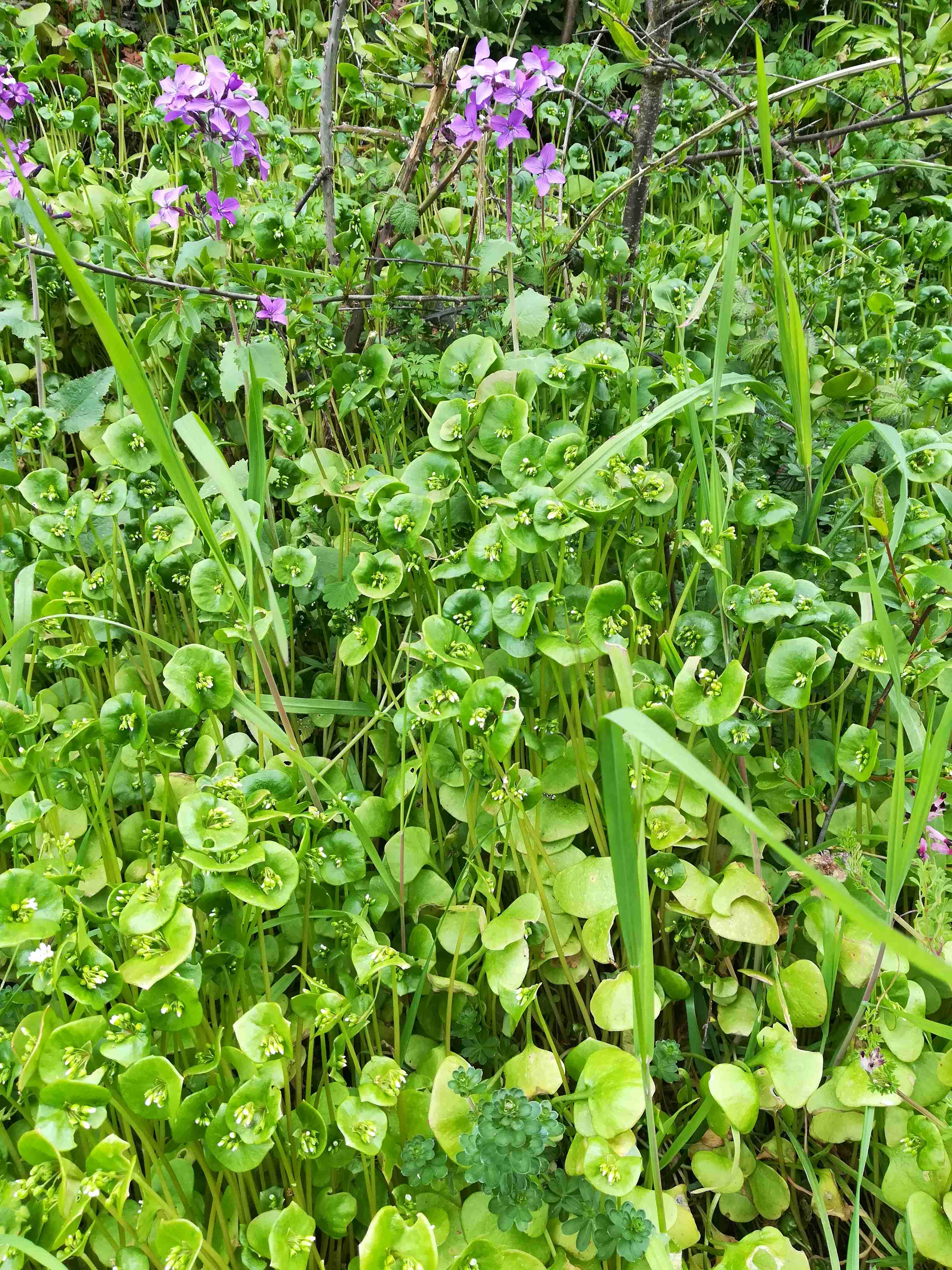 Annexe IMG_20200402_134636(1).jpg