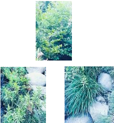 Annexe espèces .png