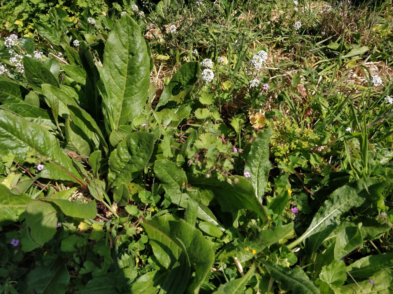 Annexe Biodiversité.jpg