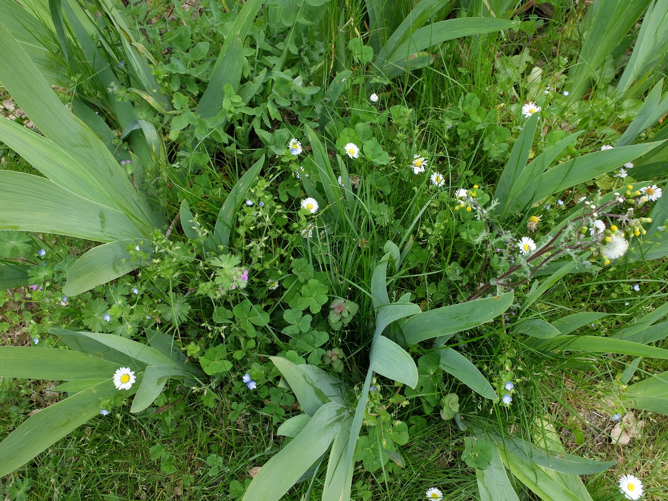 Annexe Biodiversité - Copie2.JPG