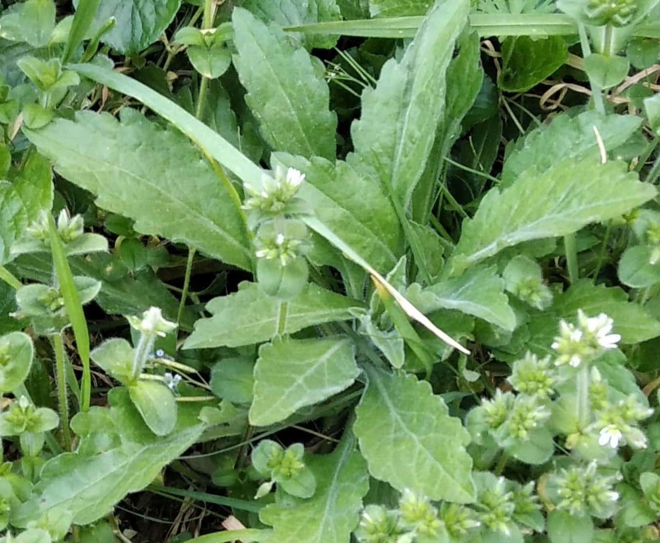 Annexe plante inconnue.jpg