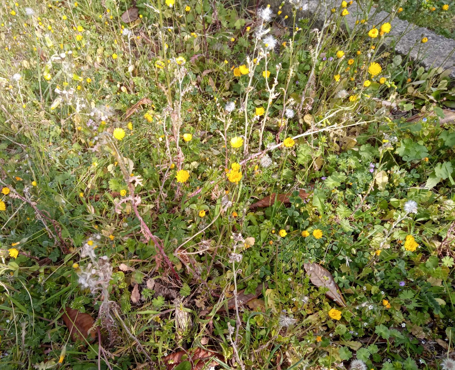 Annexe biodiversite.jpg