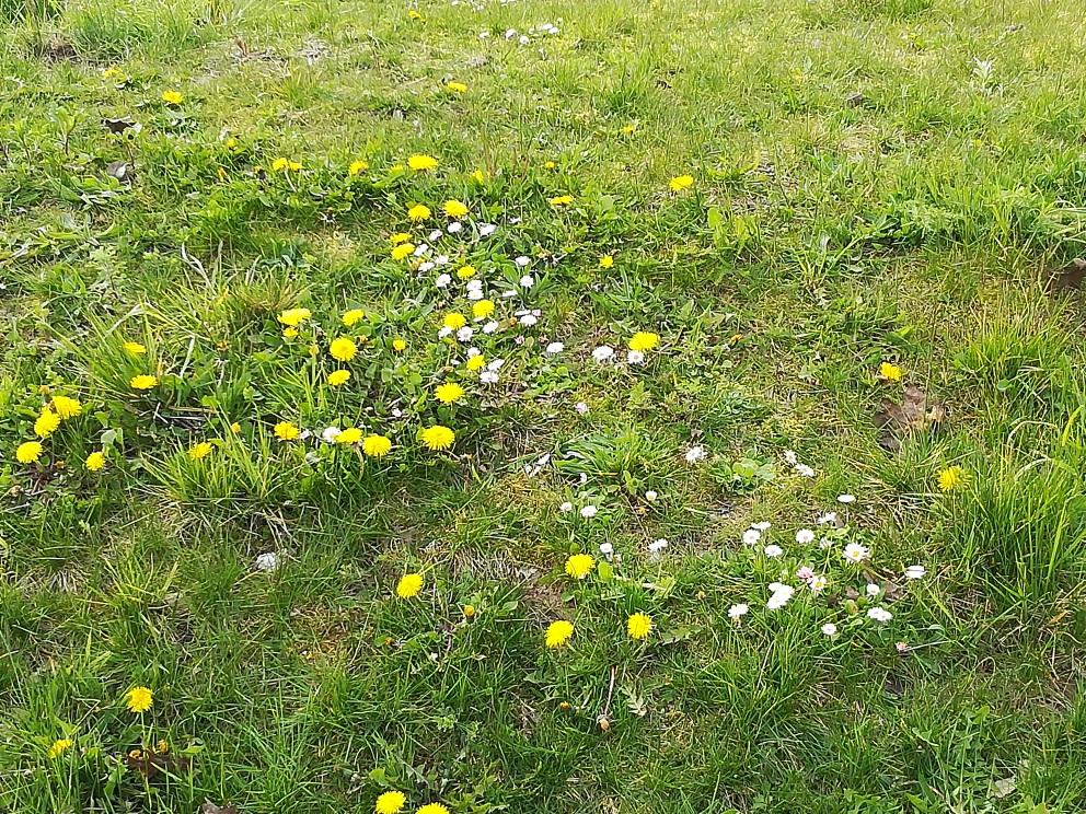 Annexe biodiversité de ville à Arras.jpg