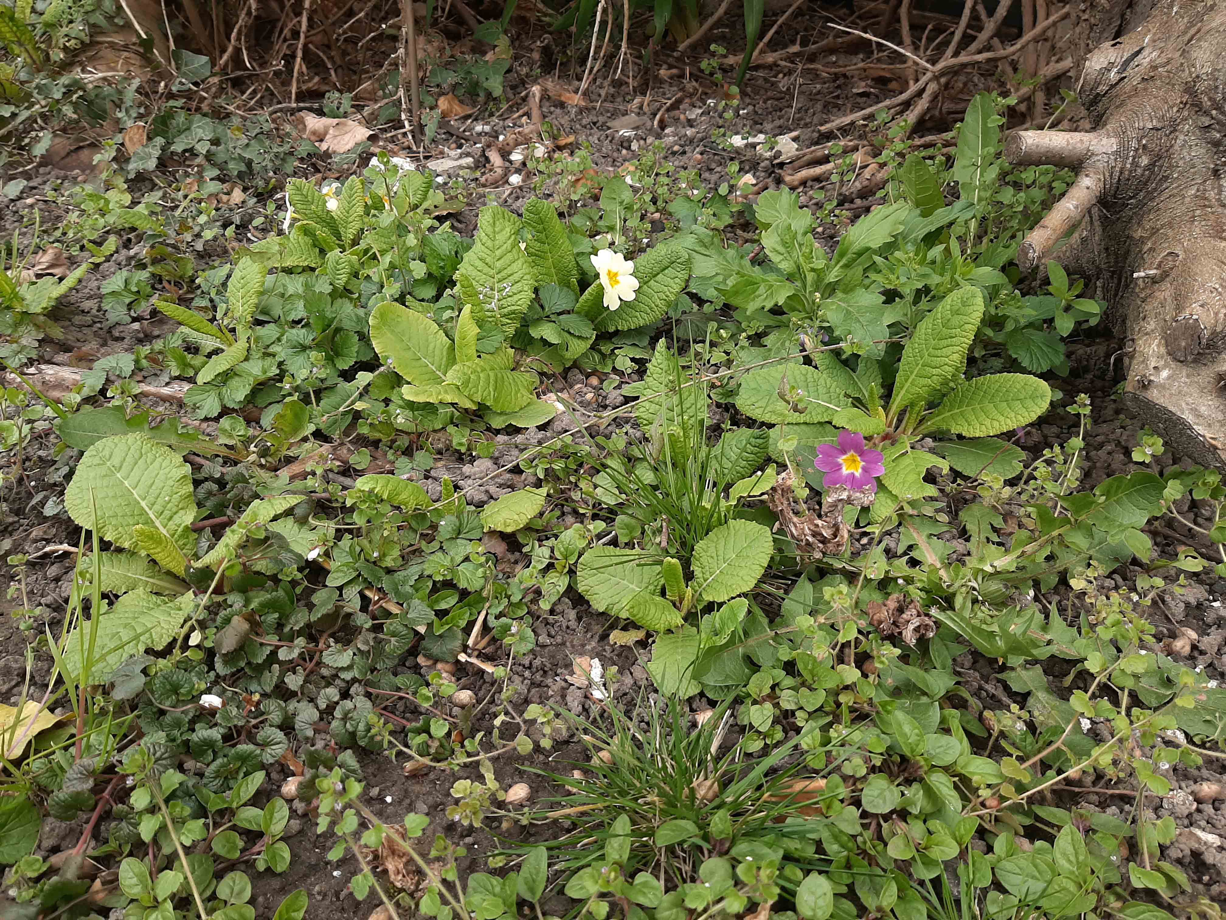 Annexe Biodiversité.jpg