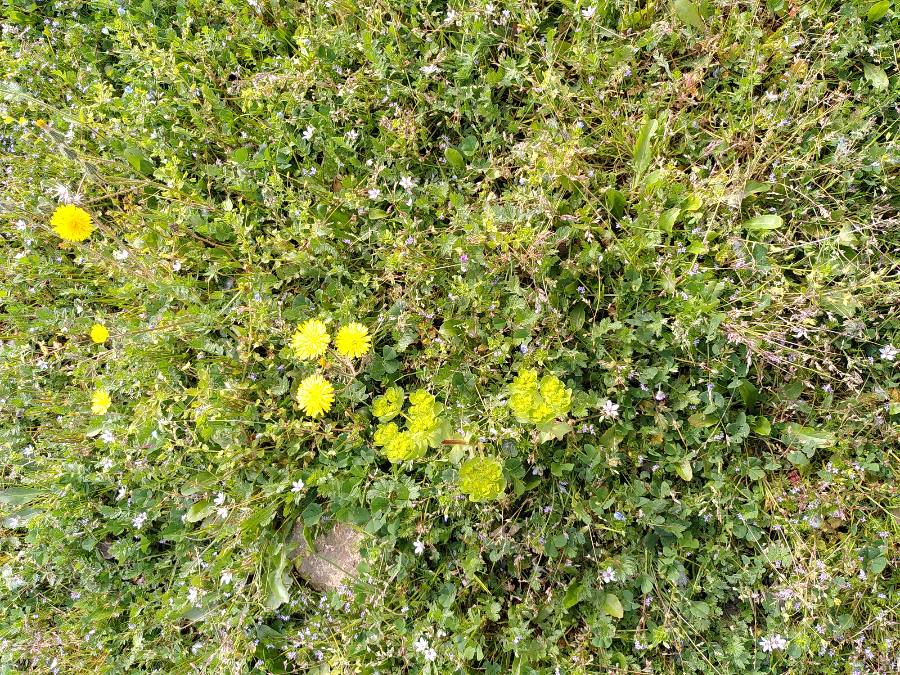 Annexe Zone_etudiee_biodiversite_Lorin.JPEG