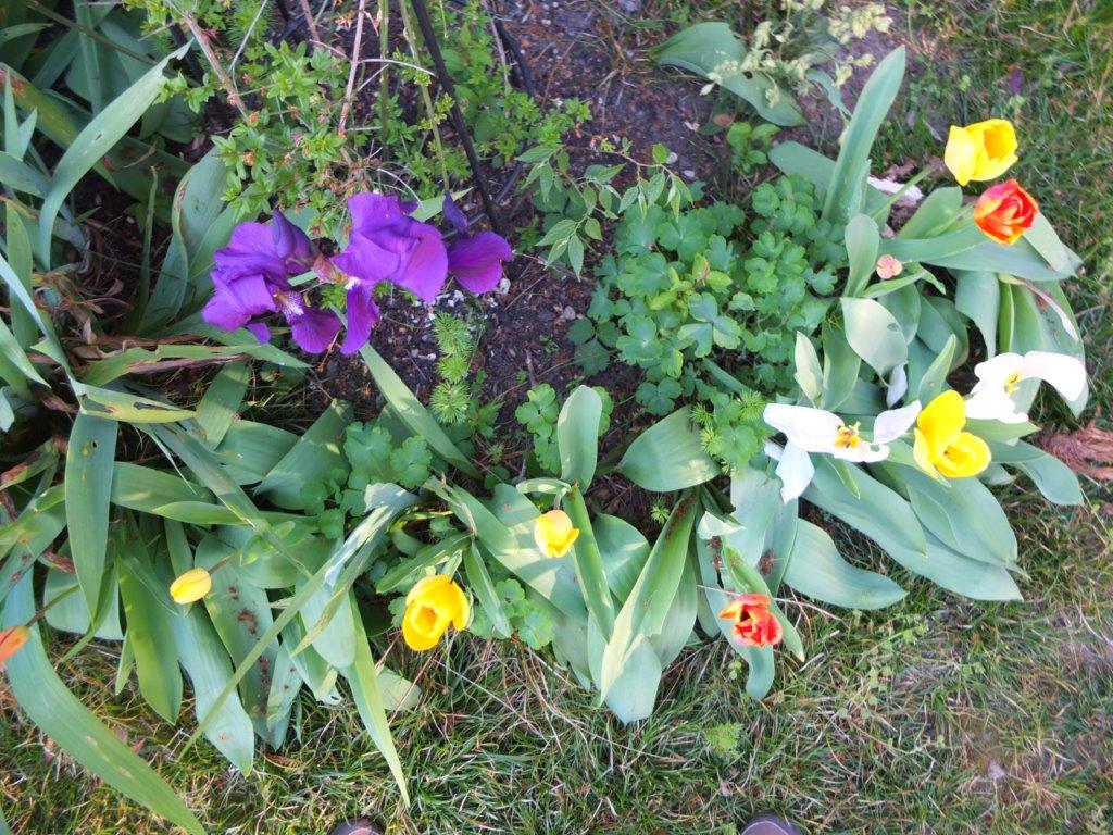 Annexe biodiversité (1).jpg