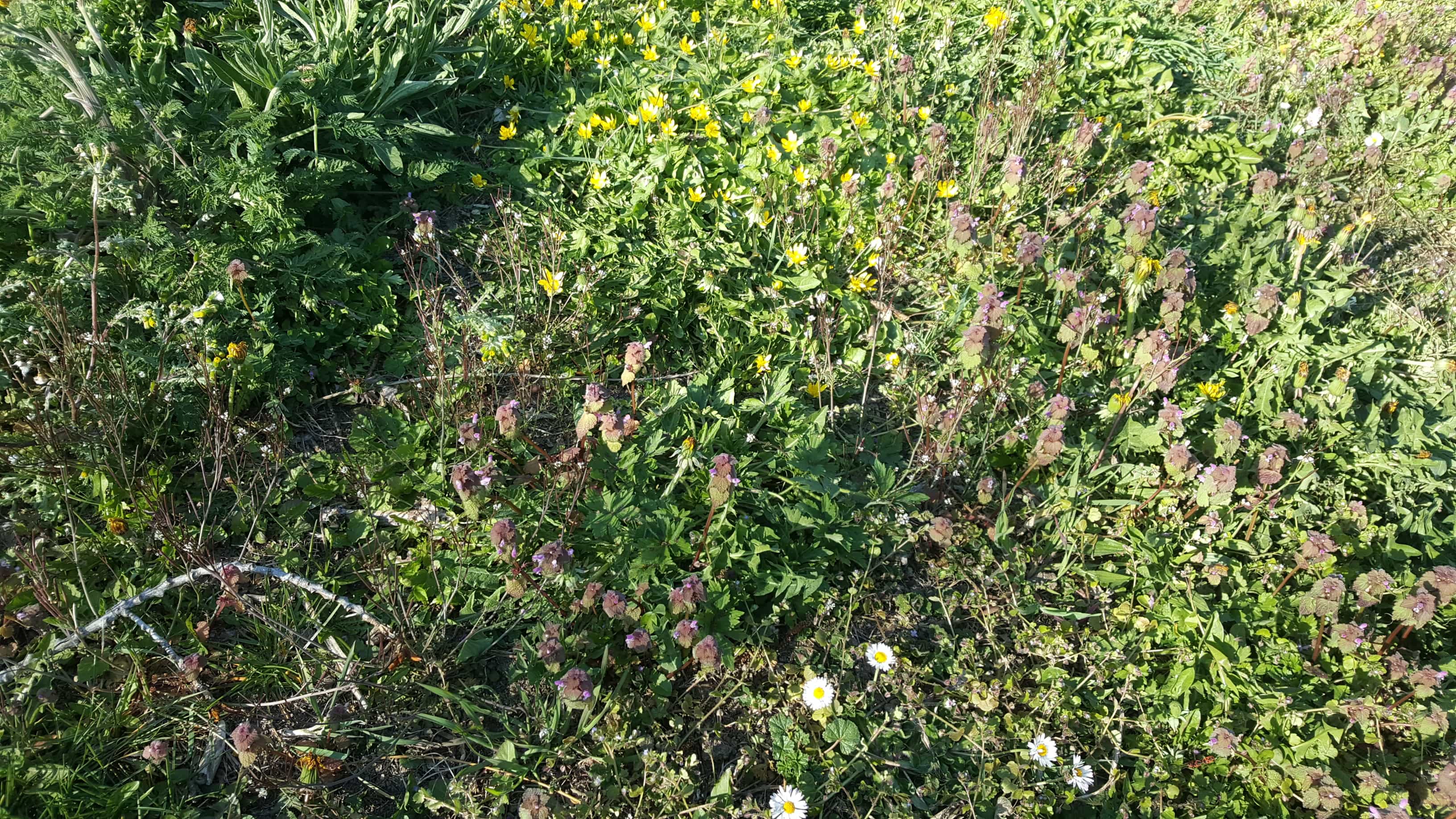 Annexe 20200402_180353[1].jpg