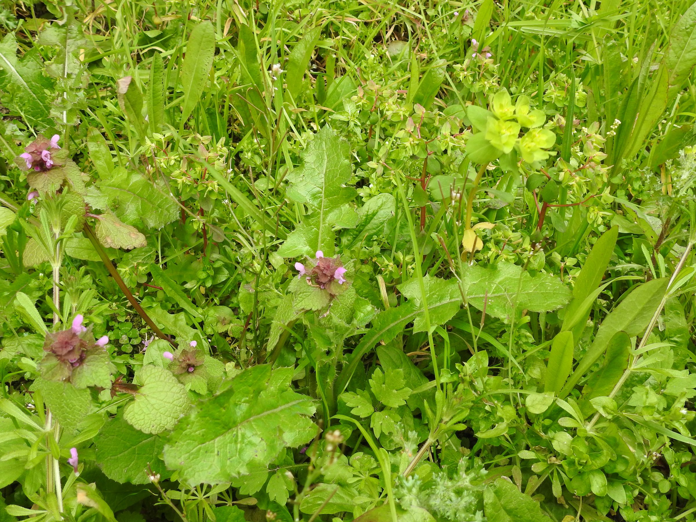 Annexe Plantes spontanées.JPG