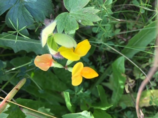 Annexe lotus corniculatus.JPG
