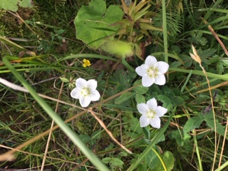 Annexe parnassia.JPG