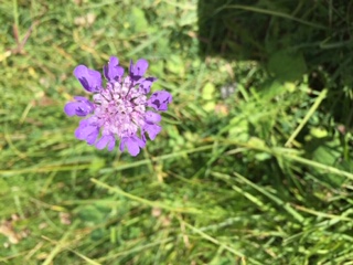Annexe scabiosa.JPG