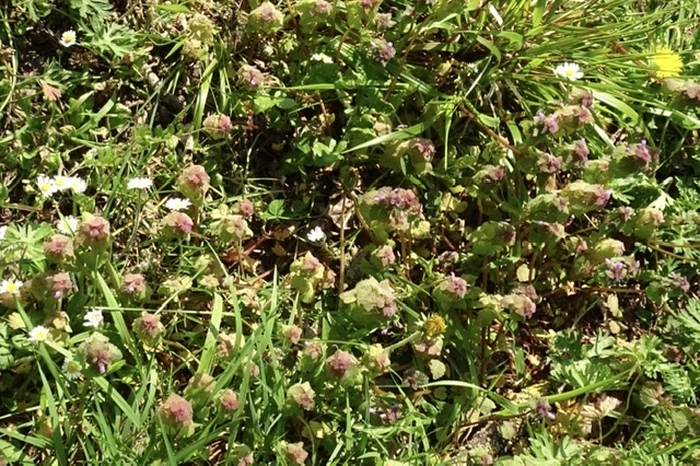Annexe Biodiversité en Limousin.jpeg
