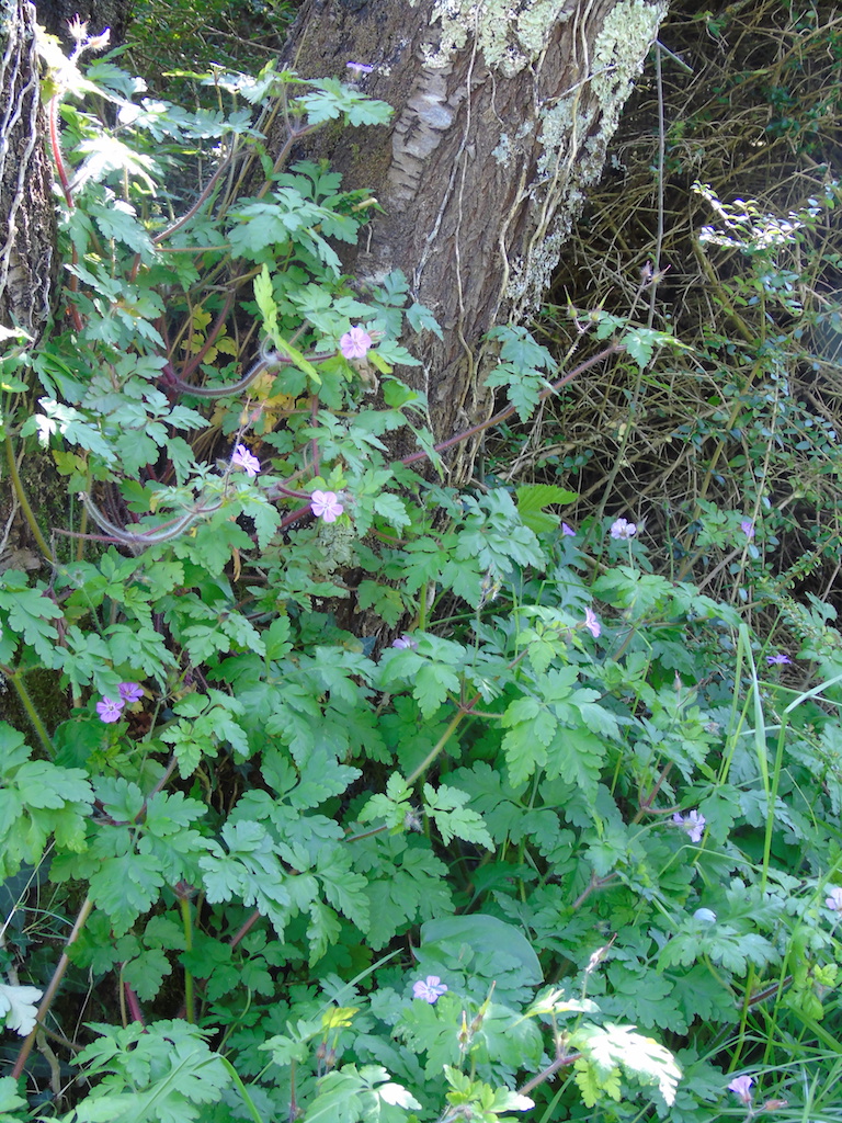 Annexe Biodiversité Photo 7.JPG