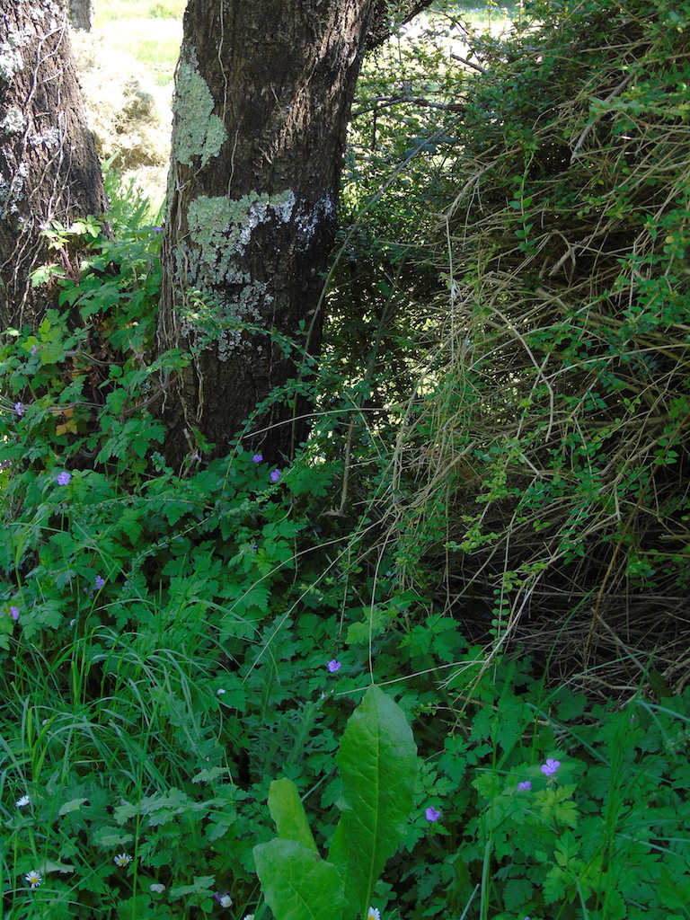 Annexe Biodiversité2 Photo 7.JPG