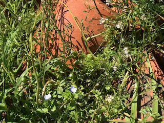 Annexe biodiversite.jpg