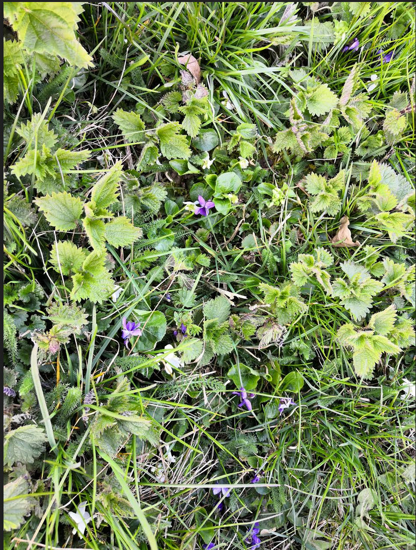 Annexe Capture-d’écran-2020-04-02-à-23.07.57.jpg