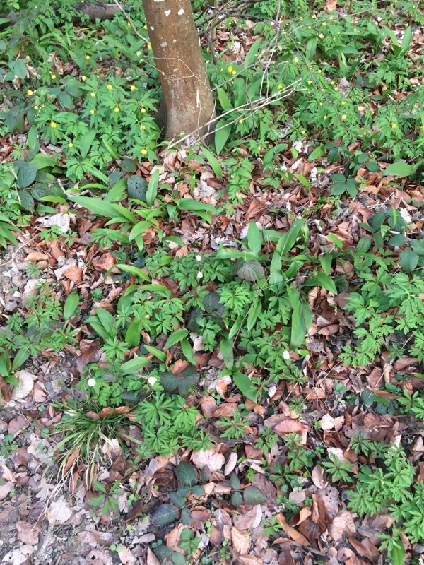 Annexe Vue_generale.jpg