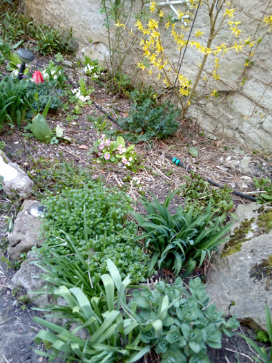 Annexe 2 biodiversité jardin nancy.jpg