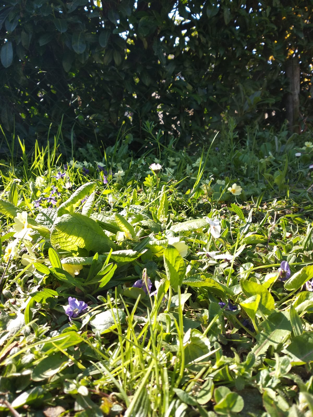 Annexe Biodiversité.jpeg