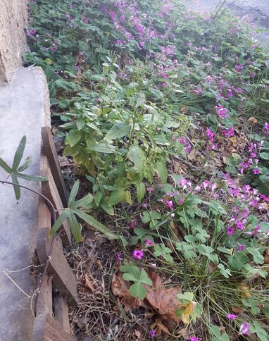 Annexe 02DIVERSITE.JPG