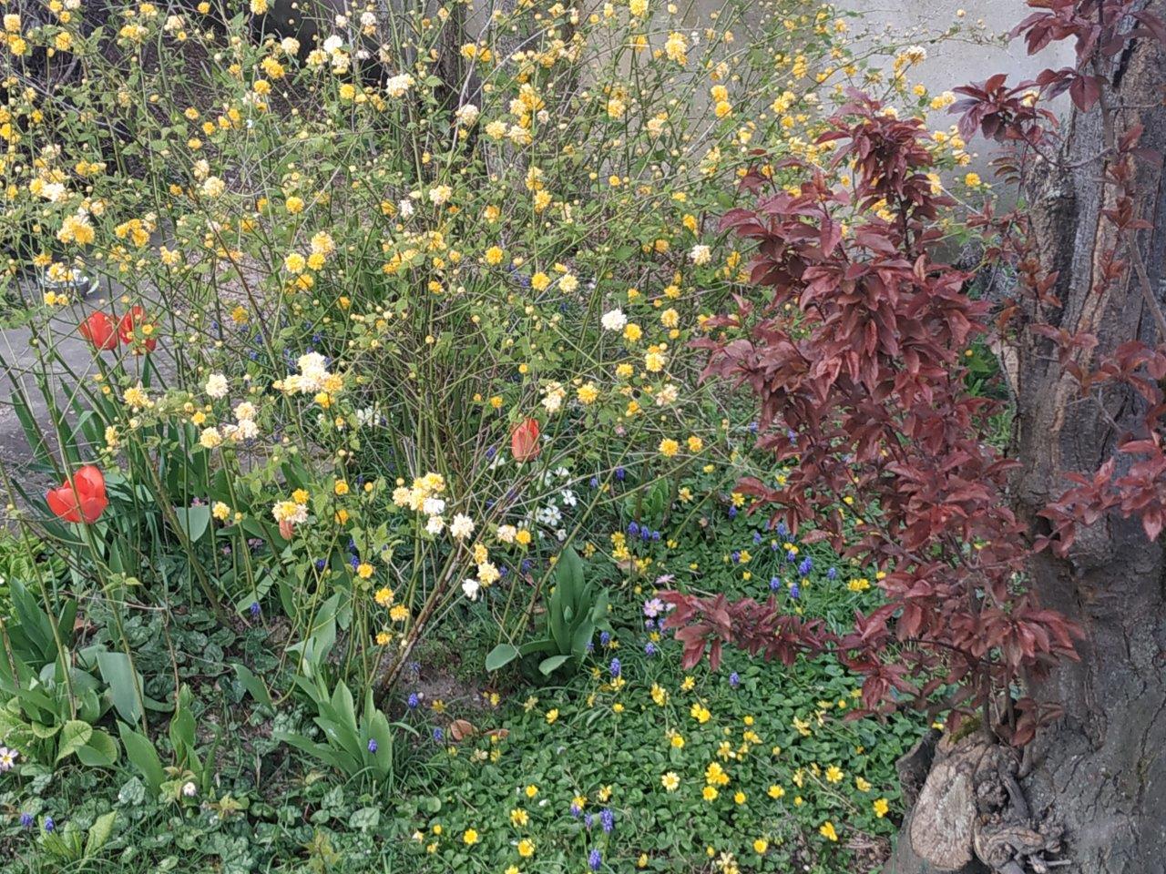 Annexe Albis_prunus_4.jpg