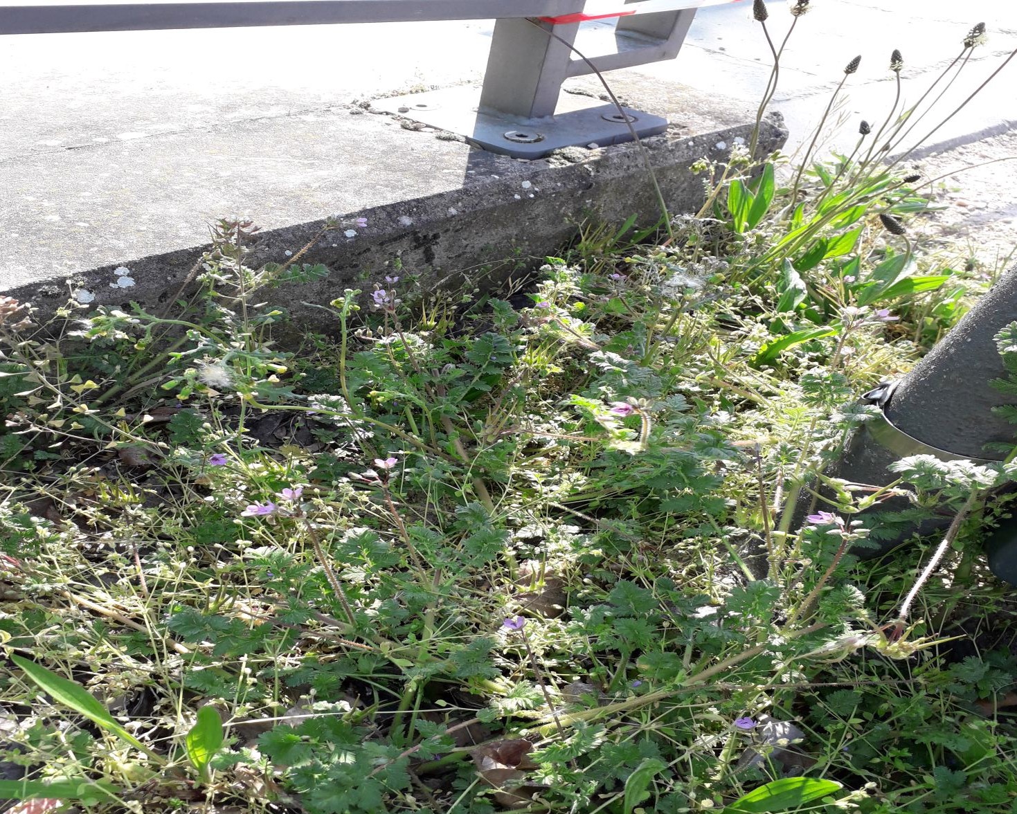 Annexe 20200403_111543.jpg