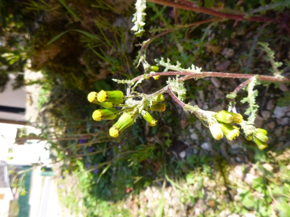 Annexe jaune seneçon.JPG