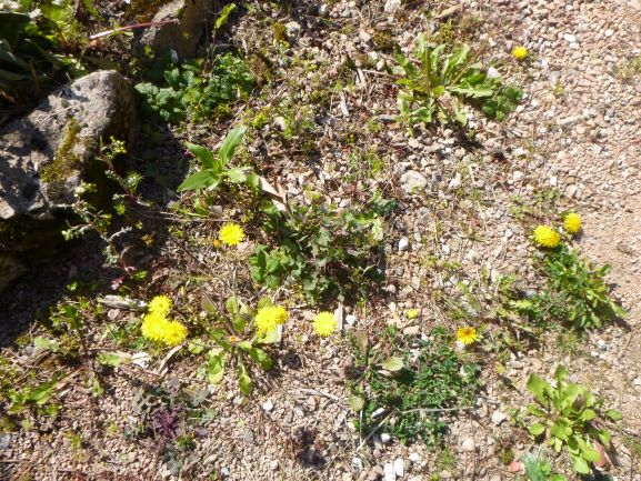 Annexe toutes jaunes vue densemble.JPG
