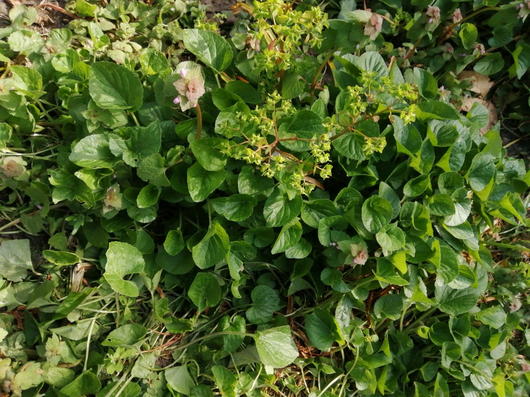 Annexe Biodiversité.jpg