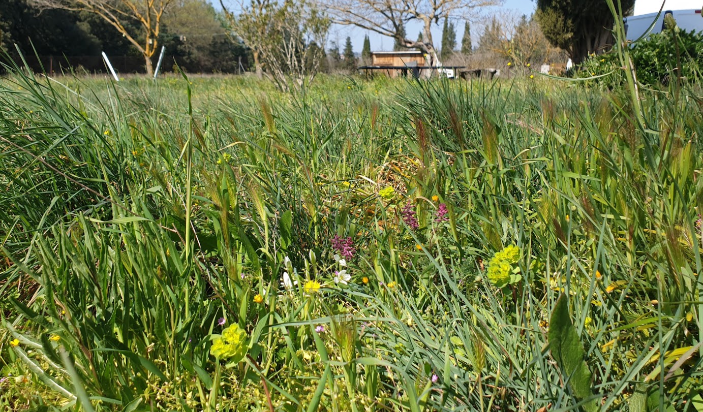 Annexe Biodiversité dans le jardin....jpg