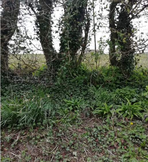 Annexe diversité.png